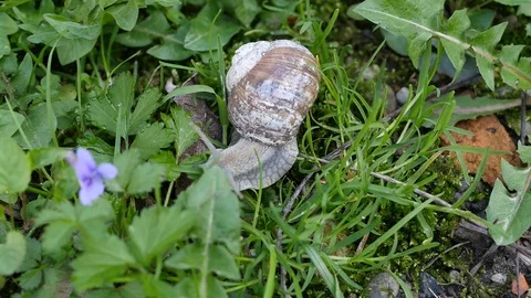 Snail moving head left and right Stock Footage 88918870