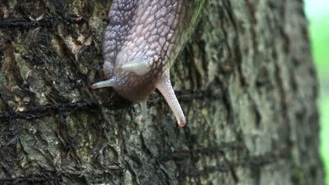 Snail moving its eyestalks Stock Footage 77315066