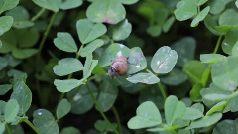 A snail moving on a leaf Stock Footage 316417236