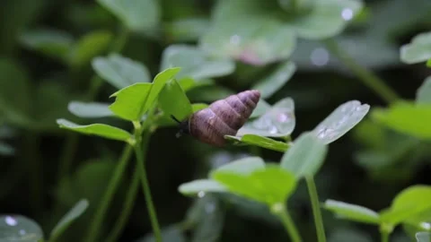 A snail moving on a leaf Stock Footage 316417237