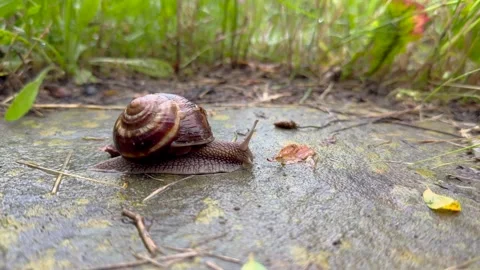 Snail moving left to right Video stock 247001305