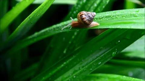 Snail moving in nature Stock Footage 77638107