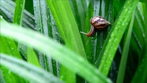 Snail moving in nature Stock Footage 77638157