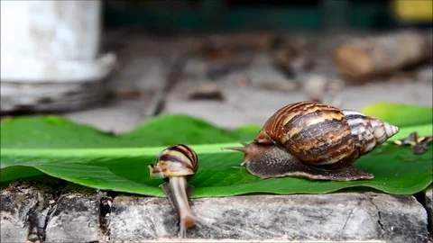 Snail moving in nature Stock Footage 77638167