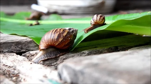 Snail moving in nature Stock Footage 77638248