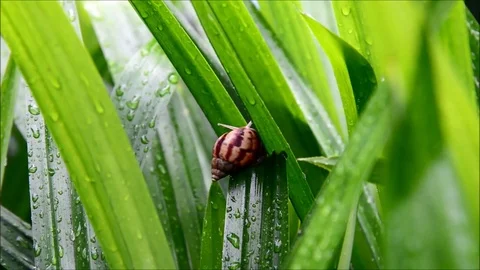 Snail moving in nature Stock Footage 77716639