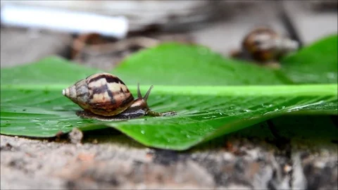 Snail moving in nature Stock Footage 77716644