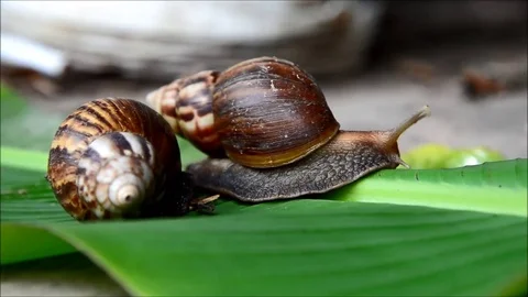Snail moving in nature Stock Footage 77716652