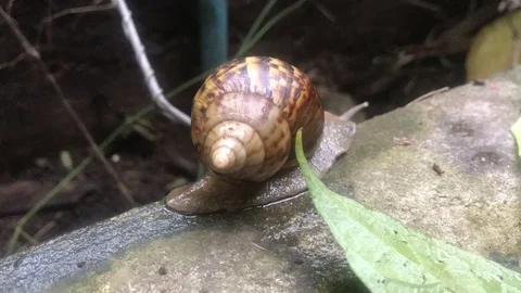 Snail moving in nature. Video stock 114225085