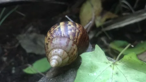 Snail moving in nature. Stock-Footage 114225101