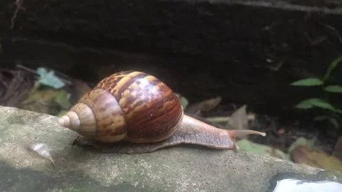 Snail moving in nature. Stock-Footage 114225122