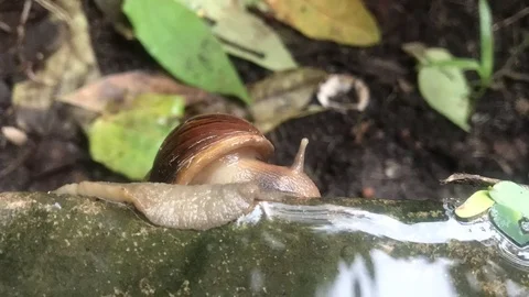 Snail moving in nature. Video stock 114225123
