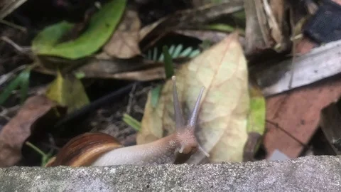 Snail moving in nature. Stock Footage 114225286