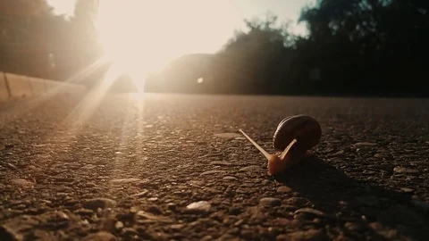 Snail moving on the pavement in sunrise Stock Footage 77227553