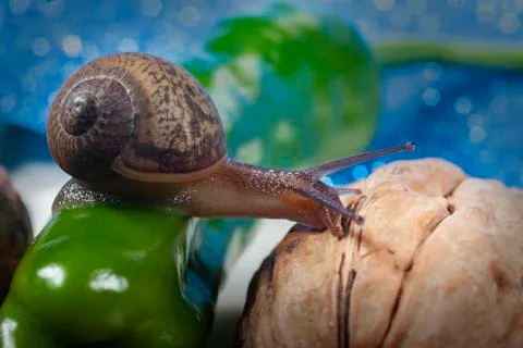 Snail Moving From Pepper to Nut Stock Photos
