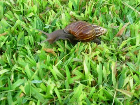 Snail moving Stock Photos