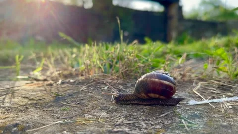 Snail moving right to left Video stock 247001290