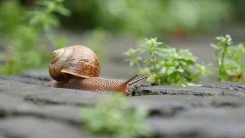 Snail Moving in Slow Motion Stock Footage 123981401