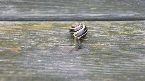 Snail moving slowly Stock Footage 345676376