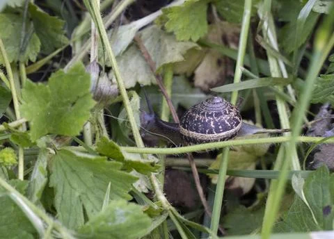 Snail moving slowly in the grass Stock Photos