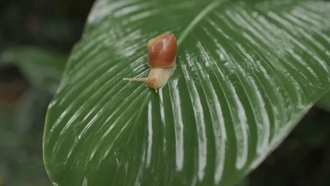 Snail Moving slowly on a Leaf Video stock 314465387