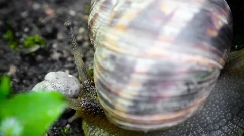 Snail moving stone 스톡 동영상 64015800