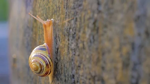 Snail moving up on stone wet Surface at sunset Stock Footage 77326262