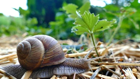 Snail moving on the straw in the garden Stock Footage 90953406