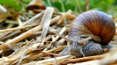 Snail moving on the straw in the garden, time lapse Stock Footage 90957571