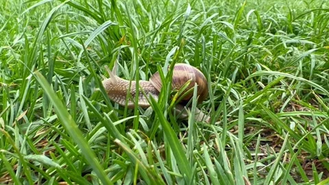Snail moving though the green grass after rain Stock Footage 256083329