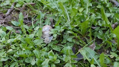 Snail moving through green grass Stock Footage 88918874