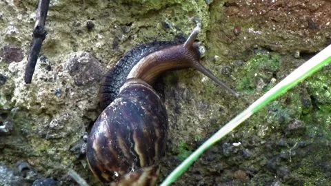 Snail moving on the wall Stock Footage 304150026
