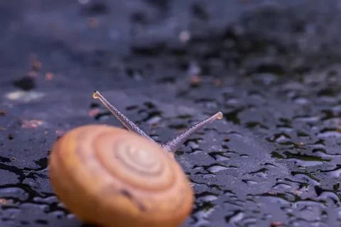 Snail moving on wet dark surface with shell and antennae Stock Photos