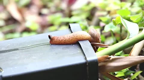 Snail Moving with the Wet Trail Stock Footage 8847343