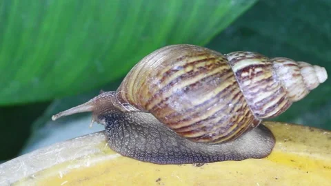 Snail muller gliding on the bin yellow color with green leaves Stock Footage 132467719