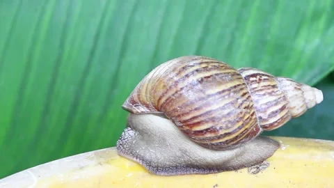 Snail muller gliding on the bin yellow color with green leaves Stock Footage 132467720