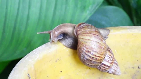 Snail muller gliding on the bin yellow color with green leaves Stock Footage 132467736