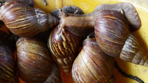 Snail muller gliding on the bin yellow color with green leaves Stock Footage 132467737