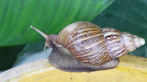 Snail muller gliding on the bin yellow color with green leaves Stock Footage 132467740