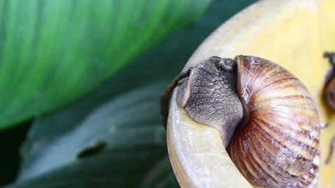 Snail muller gliding on the bin yellow color with green leaves Stock Footage 132467743