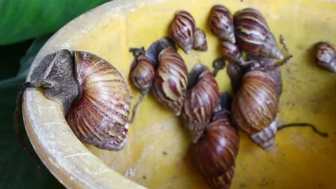 Snail muller gliding on the bin yellow color with green leaves Stock Footage 132467784