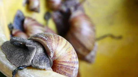 Snail Muller gliding on the bin yellow color with green leaves Stock Footage 132467788