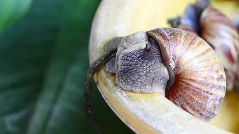 Snail muller gliding on the bin yellow color with green leaves Stock Footage 132467789