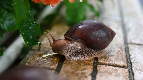 Snail munching on a fresh spring flower Video stock 233137443
