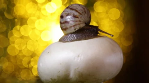 Snail on the mushroom 库存影片 87641114