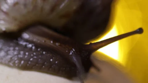 Snail on the mushroom 库存影片 87641128