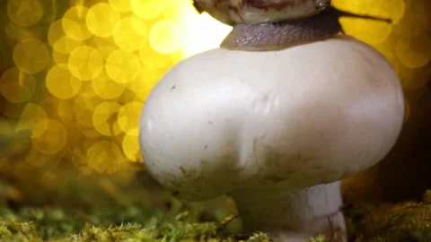 Snail on the mushroom 库存影片 87870845