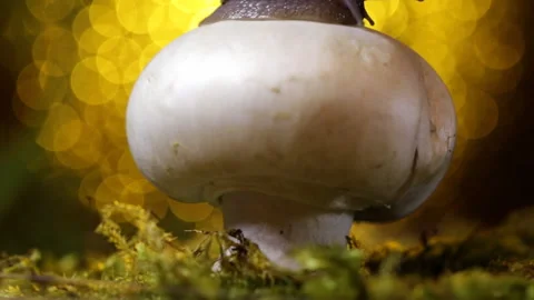 Snail on the mushroom 库存影片 90377497