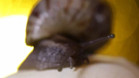 Snail on the mushroom Stock Footage 90609825