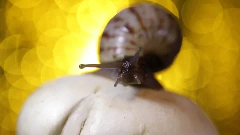 Snail on the mushroom 库存影片 90610077